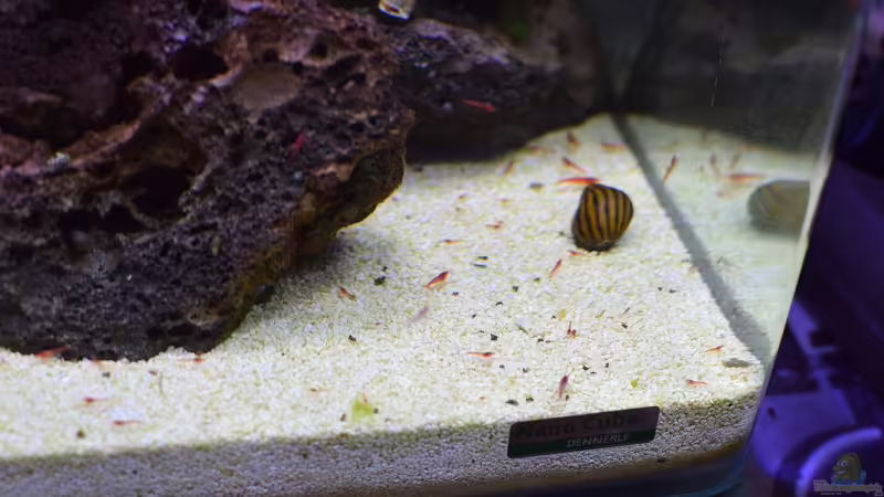 Verschiedene Altersstufen von Halocaridina rubra und eine der drei Zebra-Rennschnecken  von Acki50 (15)