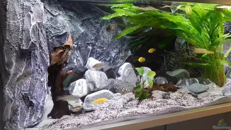 Verschiedene Ansichten von da Dida (4)