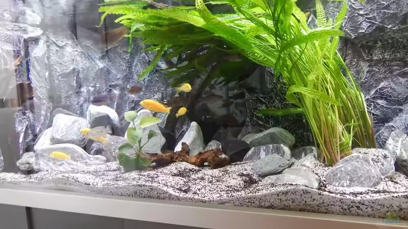 Verschiedene Ansichten von da Dida (5)