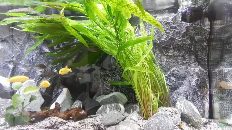 Verschiedene Ansichten von da Dida (6)