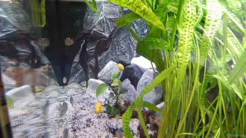 Verschiedene Ansichten von da Dida (7)