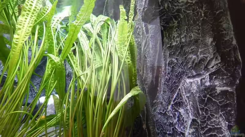 Verschiedene Ansichten von da Dida (9)