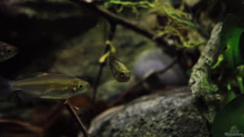 Verschiedene Arten die aber in einem Tank leben! von Florian Bandhauer (37)