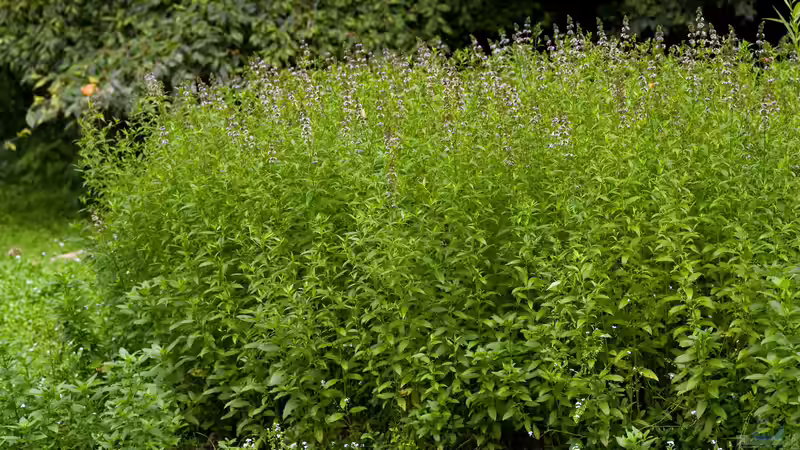 Verschiedene Arten von Minze im Garten – So gelingt dir der aromatische Kräutergarten