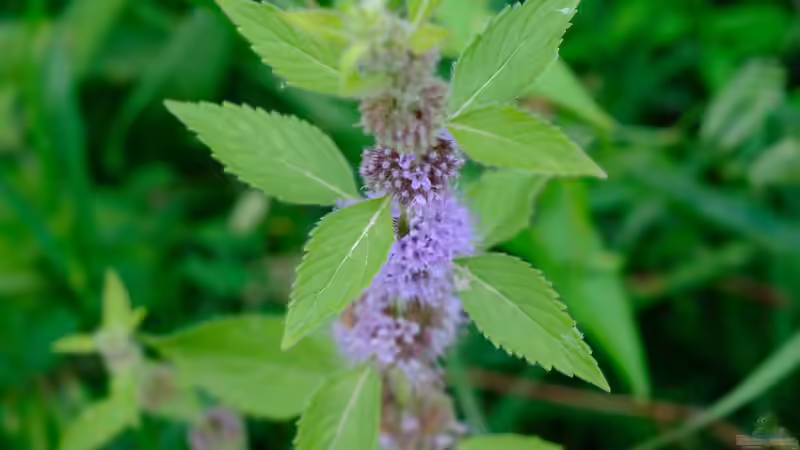 Verschiedene Arten von Minze im Garten – So gelingt dir der aromatische Kräutergarten