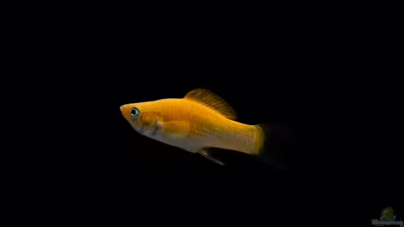 Verschiedene Arten von Platys: Farbenfrohe Klassiker für das Aquarium
