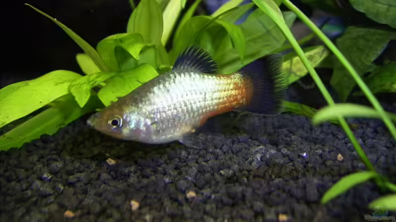 Verschiedene Arten von Platys: Farbenfrohe Klassiker für das Aquarium