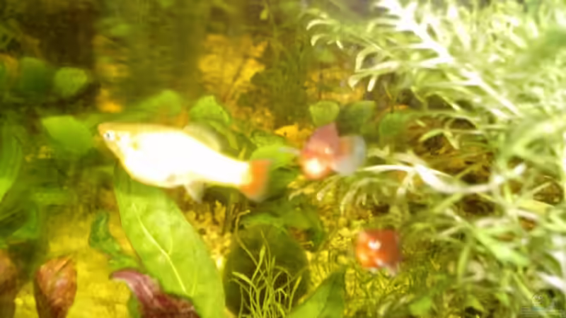 Verschiedene Arten von Platys! von Christina Betz (10)