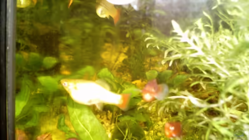 Verschiedene Arten von Platys! von Christina Betz (12)