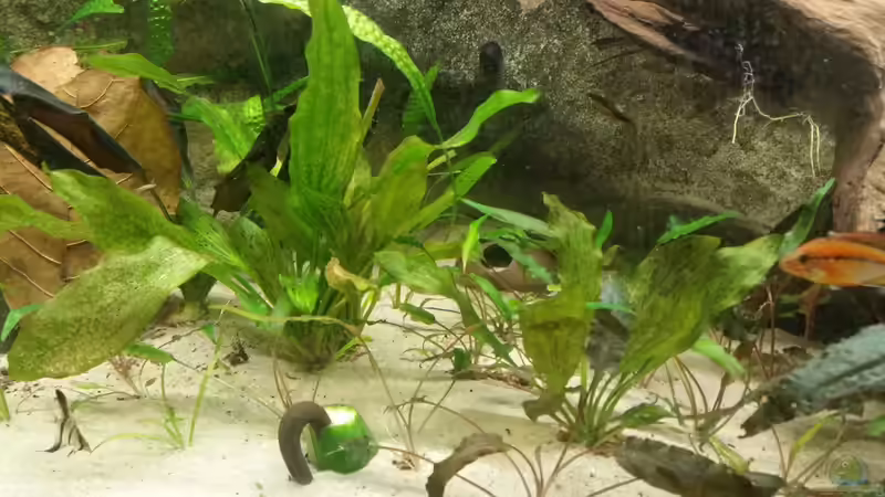 Verschiedene Echinodorus Arten von Patrick`s Amazonas (7)