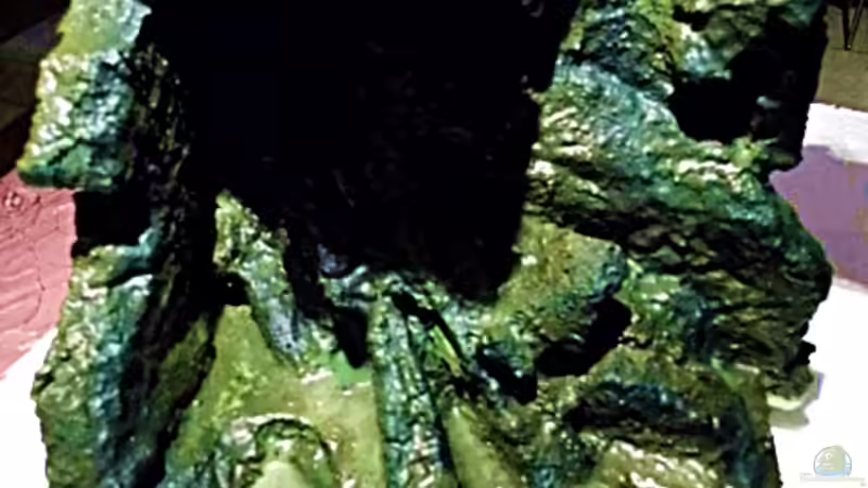 Verschiedene Grüntöne wurden aufgebracht von snooze (28)