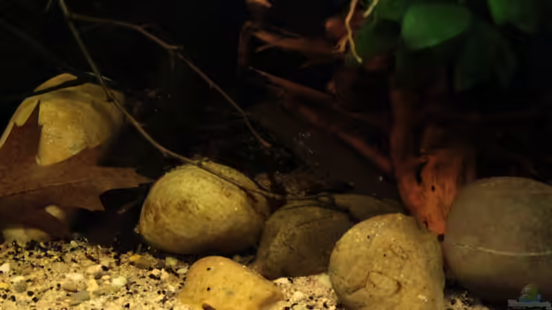 verschiedene Kiesel und Wurzelholz von die Perle... (35)