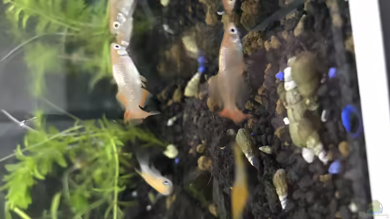 Oryzias latipes halten (Einrichtungsbeispiele für Medaka)