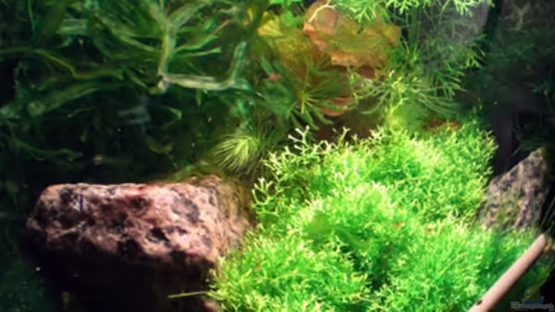 Verschiedene Moose von Michael Boysen (2)