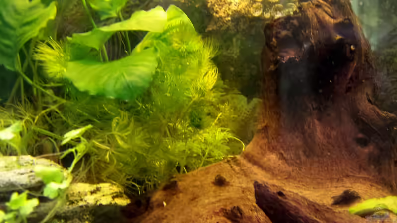 verschiedene Nixenarten neben der großen Wurzel eingepflanzt von mamo2000 (16)