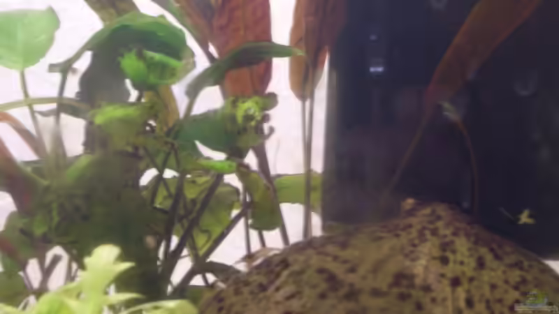 verschiedene Pflanzen von Daniel (5)