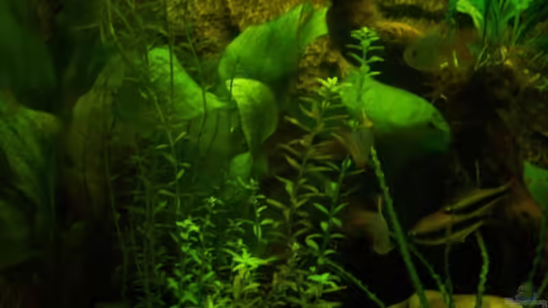 Verschiedene Pflanzen von Slap-Fighter-FCN (3)