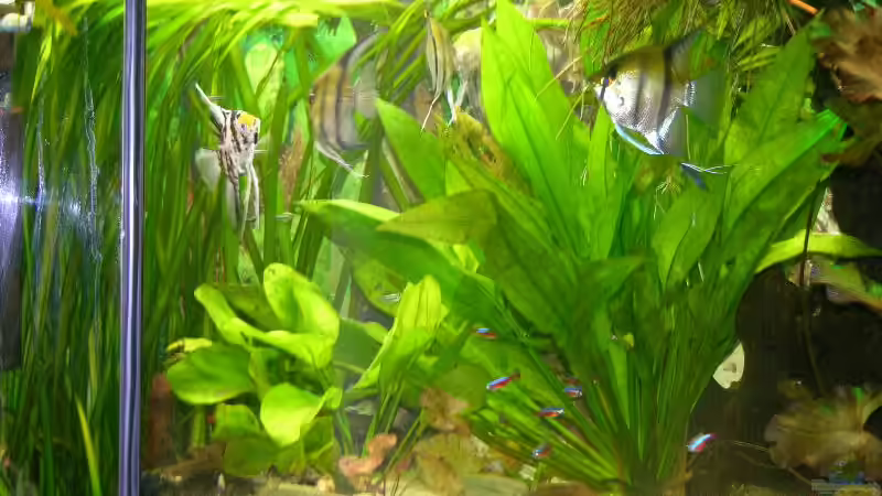 verschiedene Pflanzen von Werner Buntin (6)