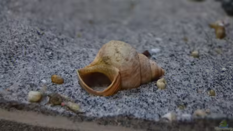 verschiedene Schneckenhäuser, hier Neothauma von falleb (10)