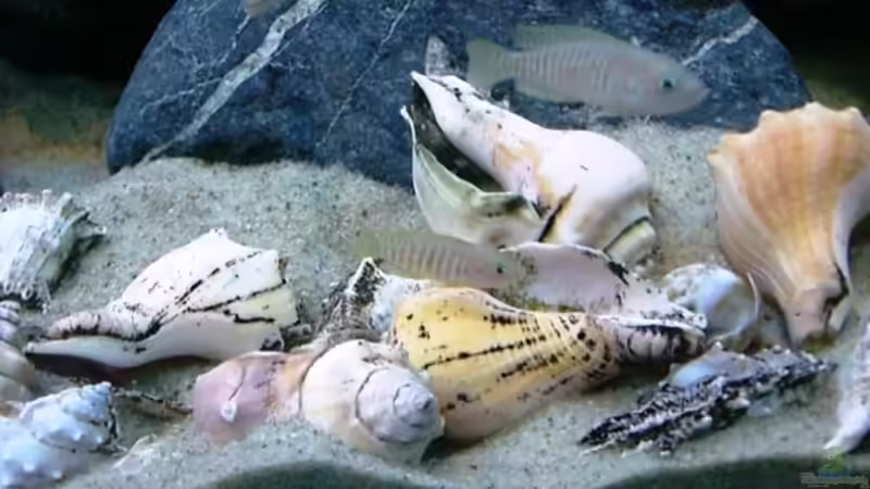 verschiedene Schneckenhäuser von Hermann Süss (10)