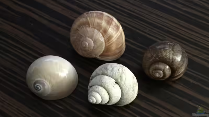 Verschiedene Schneckenhäuser von TheToxicAvenger (18)