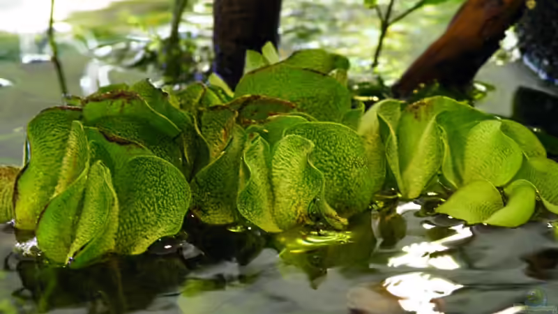 Verschiedene Schwimmfarne begrünen die Wasseroberfläche - 06.05.2011 von bergfrau (21)