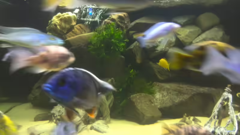 verschiedene sorten Malawis von Frank Lefers (3)