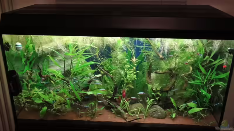 verschiedene ??ste im AQ von Franz Wüest (14)