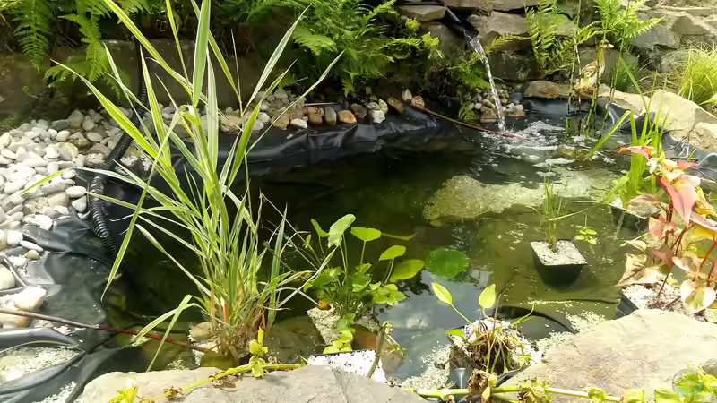 Verschiedene Teichpflanzen im Vordergrund von David Schneider Aquaristik (10)