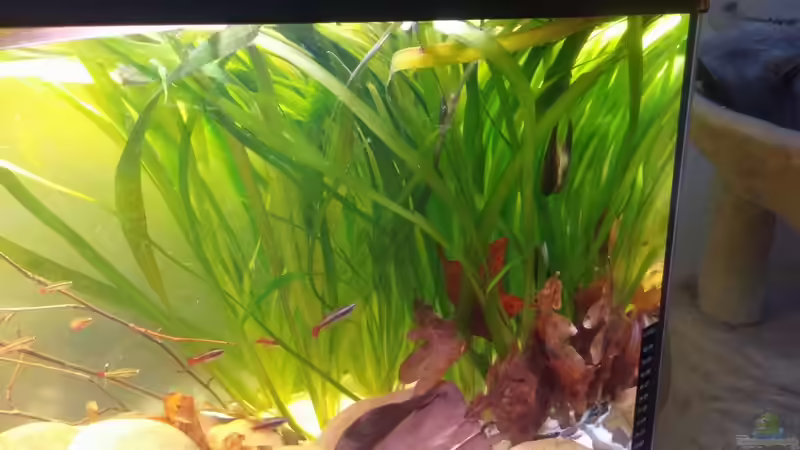 Verschiedene Vallisneria Arten von Miss Kasimir (13)