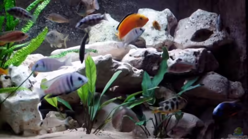 Verschiedene von Sven Busch (13)