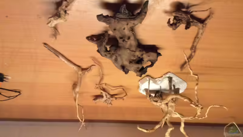 Verschiedene Wurzeln für die Dekoration. von Dülla (10)