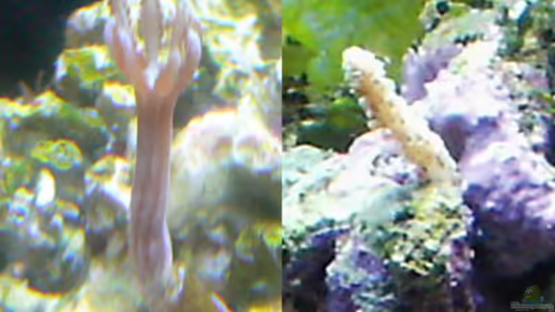 verschwunden :( von Putorius Furo (7)