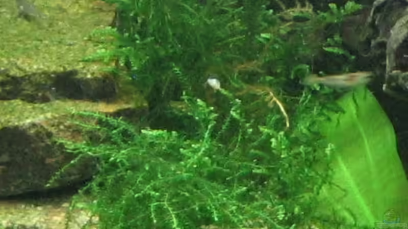 Versicularia dubyana von Monika Maier (9)