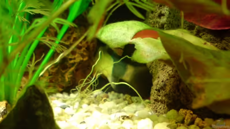 Versteck der beiden Prachtschmerlen  von ThomasS. (11)