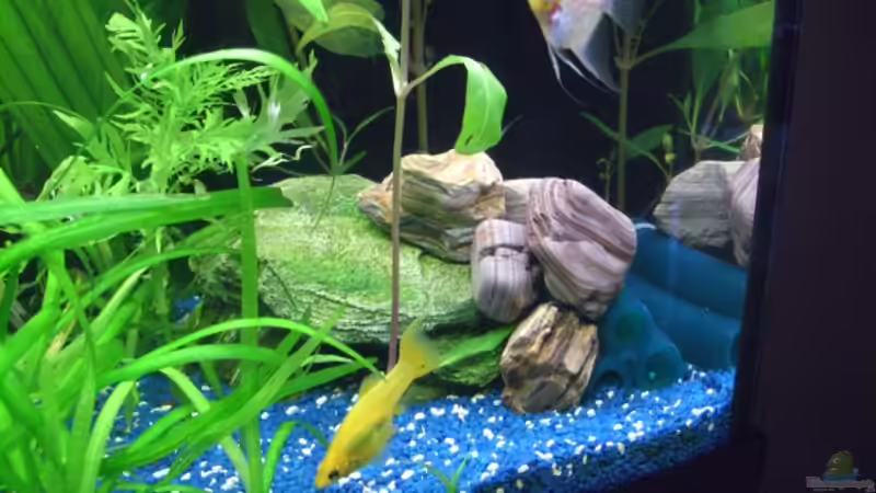 Versteck für unsere Dornaugen von Lollipop (19)