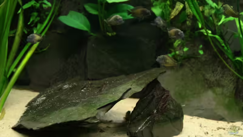 Versteck in der linken Beckenhälfte von NicoD (11)