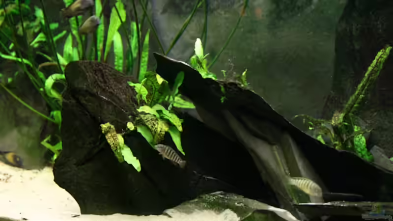 Versteck in der rechten Beckenhälfte von NicoD (12)