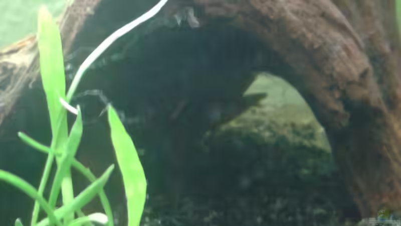 Versteck sich noch der Zwergkrallenfrosch von DerChrischi (24)