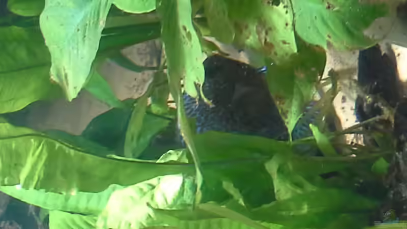 versteck von Michael Bodem (4)