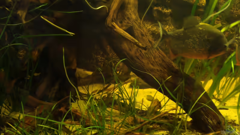 Versteck von Pülschi 87 (9)