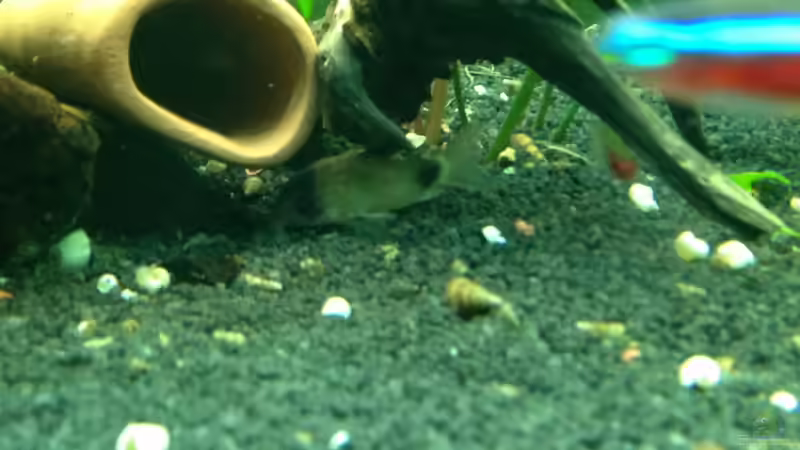 Verstecke mit Panda von smapo (3)