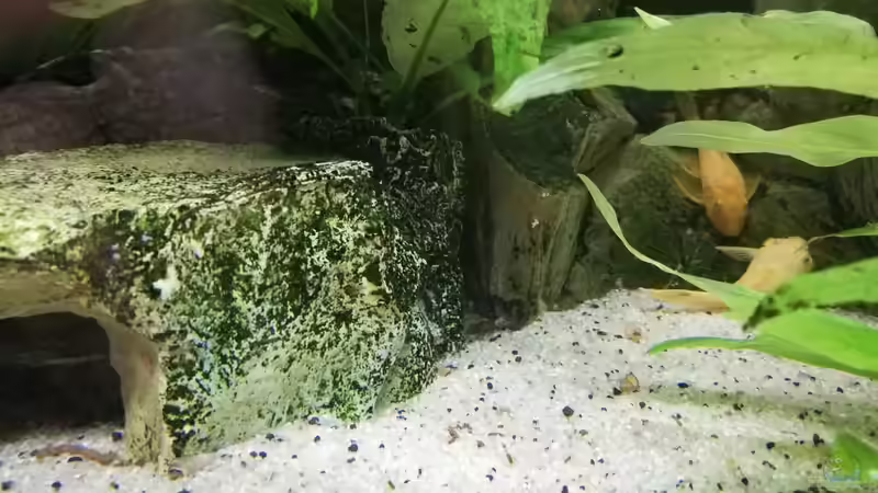 verstecke von Chinese Inai (30)