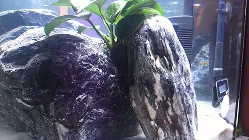 Versteckmöglichkeit / Sichtschutz von axxo (13)