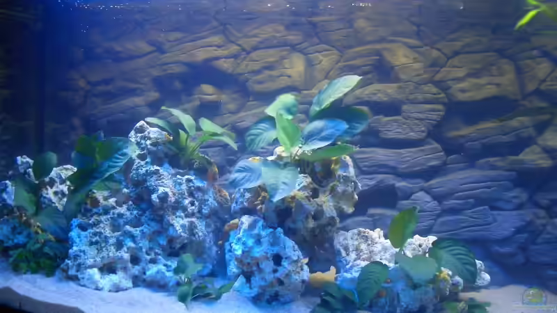 Versteckmöglichkeit von Alfred Hahn (4)