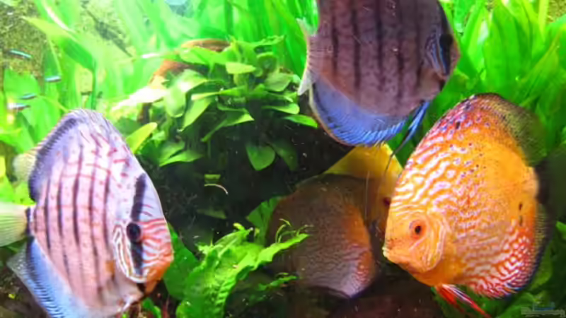 Versteckmöglichkeit von Jogi (40)