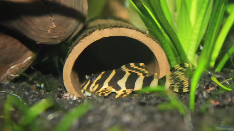 Versteckmöglichkeiten im Aquarium - Warum sie so wichtig sind und wie du sie optimal gestaltest