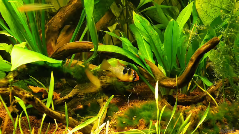 Versteckmöglichkeiten im Aquarium - Warum sie so wichtig sind und wie du sie optimal gestaltest