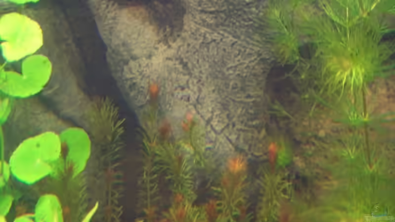 Versteckt sich noch von Zork-Nemesis (20)