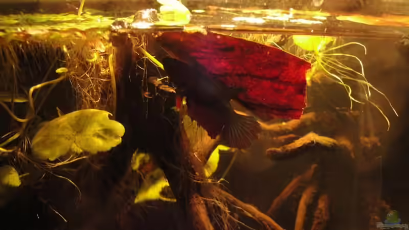 versteckt unterm Blatt von Laura (22)